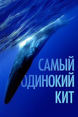 Самый одинокий кит на планете: в поисках Пятидесятидвухгерцового кита